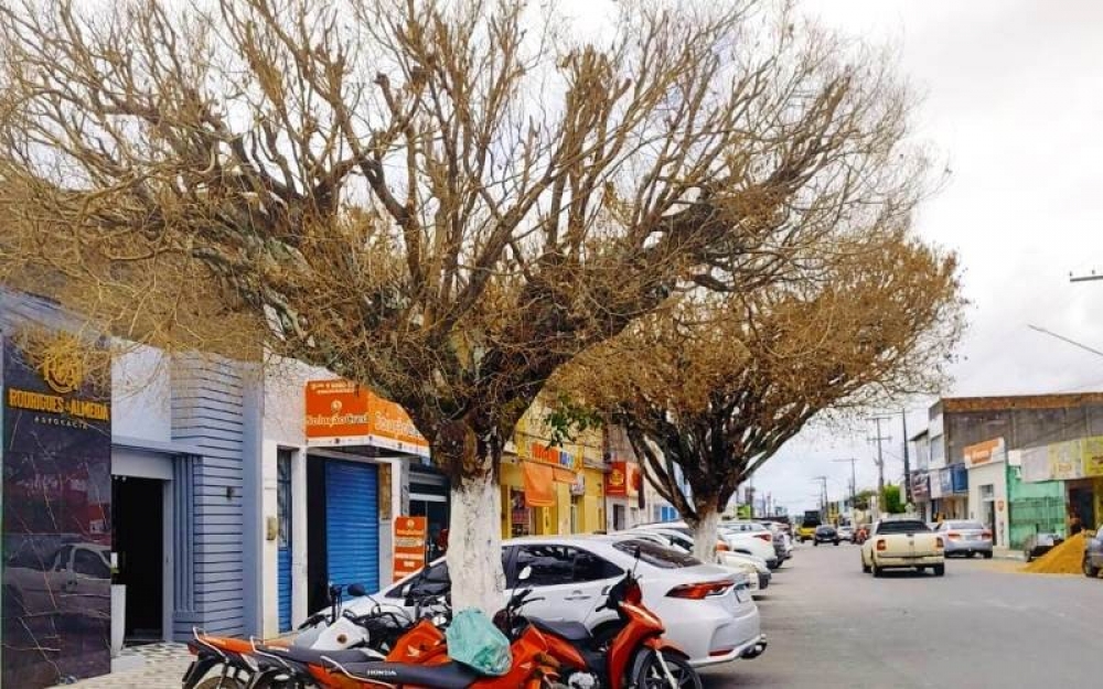 Secretaria divulga relatório de Vistoria Técnica de Averiguação sobre o envenenamento de árvores em Campo Alegre