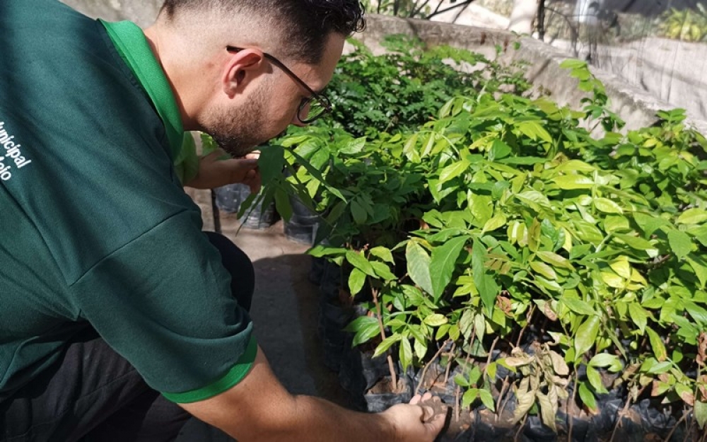 Secretaria de Agricultura adquire mudas de árvores nativas para o projeto Cidade Mais Arborizada 