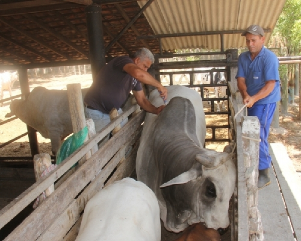 Prefeitura de Campo Alegre distribui vacina contra aftosa entre criadores do município