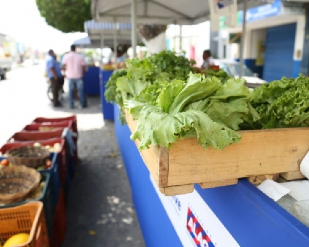 Produtores rurais de Campo Alegre comemoram sucesso da primeira feira da agricultura familiar 