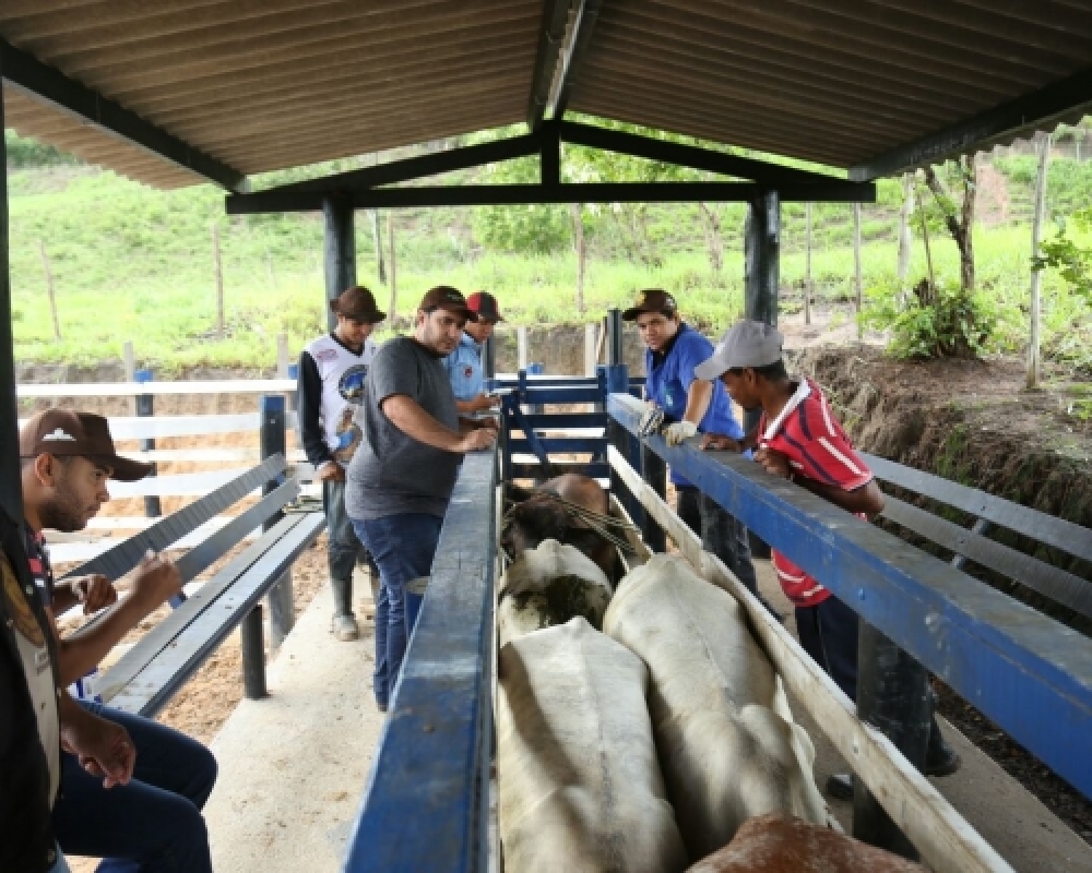 Secretaria de agricultura realizou dia de vacinação assistida contra Aftosa 