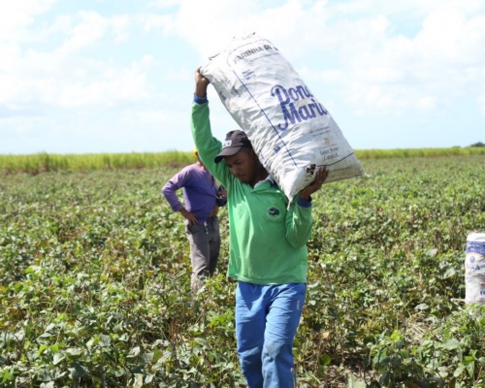 Agricultores de Campo Alegre comemoram o sucesso da terceira colheita do feijão do Barriga Cheia