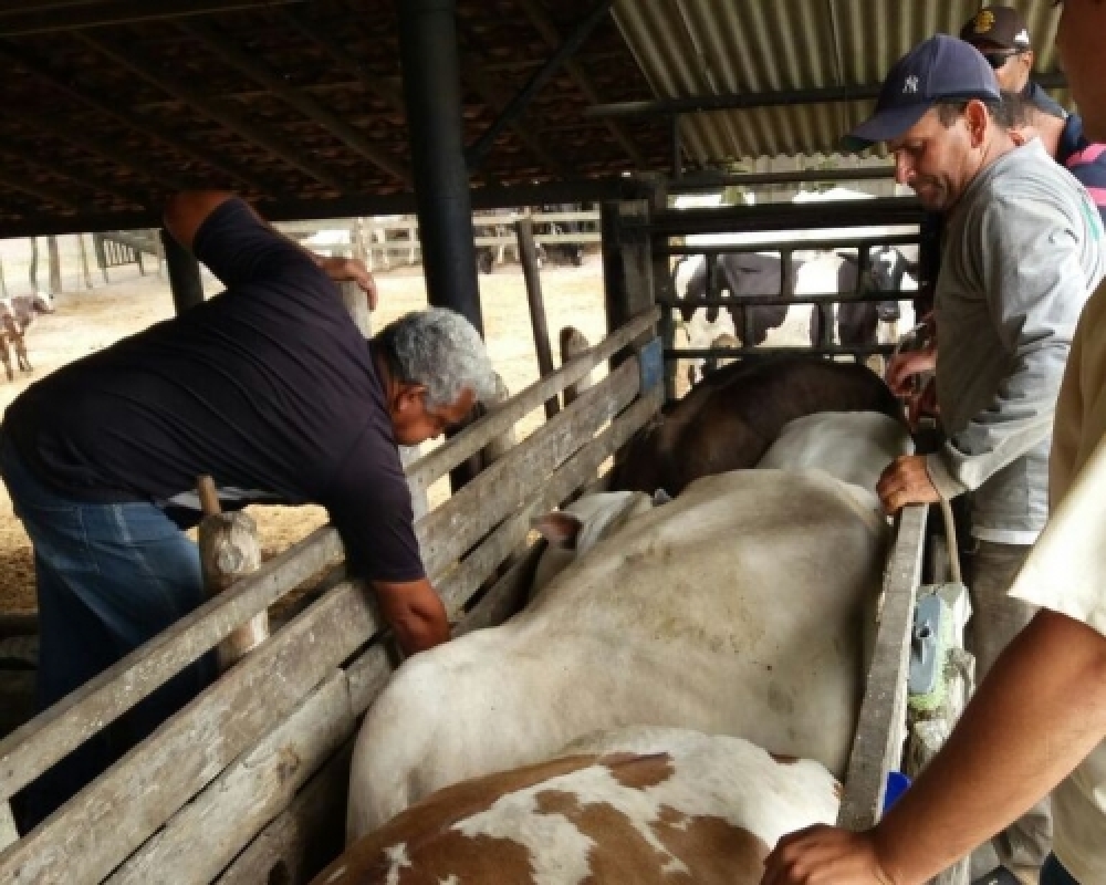 Secretaria de Agricultura realizou mais uma ação de vacinação assistida contra a AFTOSA