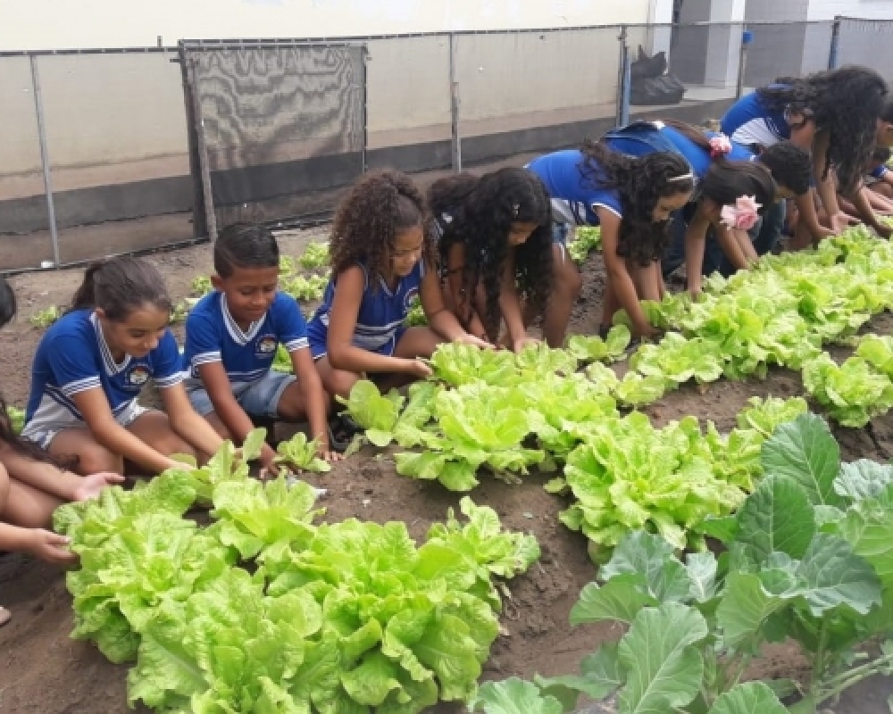 Hortas escolares são realidades nas escolas da Rede Municipal de ensino de Campo Alegre