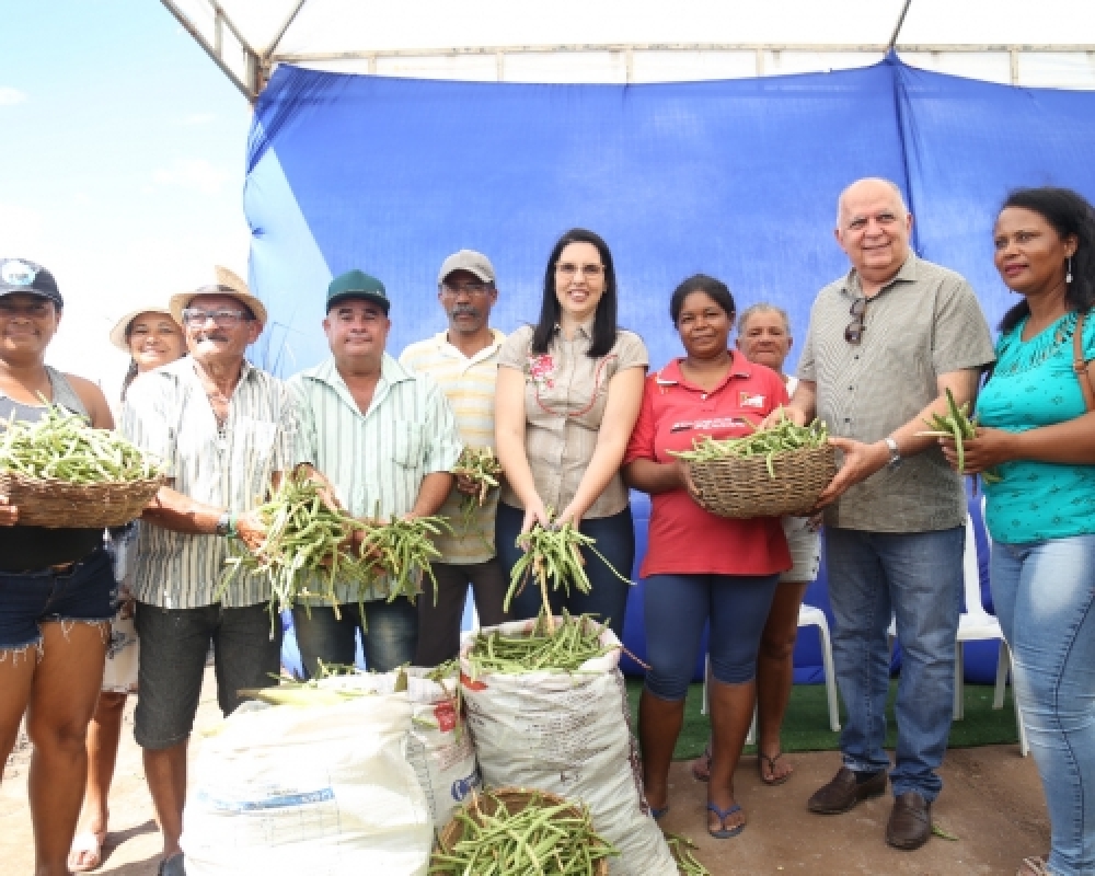 Agricultores de Campo Alegre comemoram mais uma colheita farta de feijão do Barriga Cheia 
