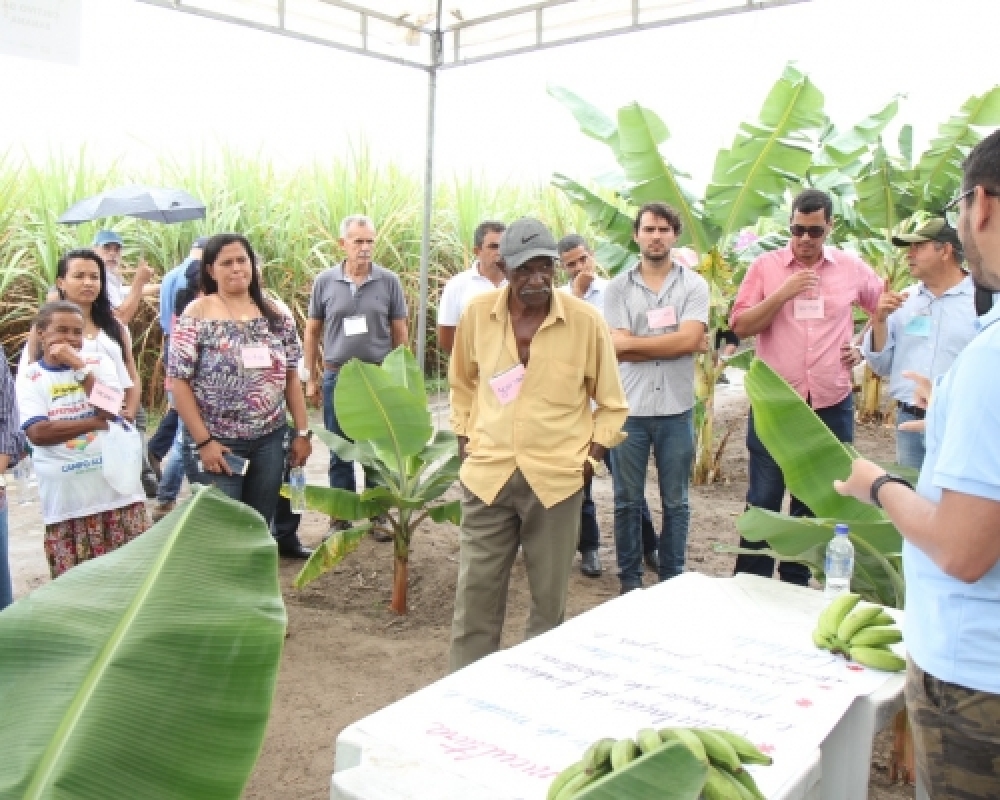 Agricultores de Campo Alegre participam de Dia de Campo sobre a produção de fruticultura 