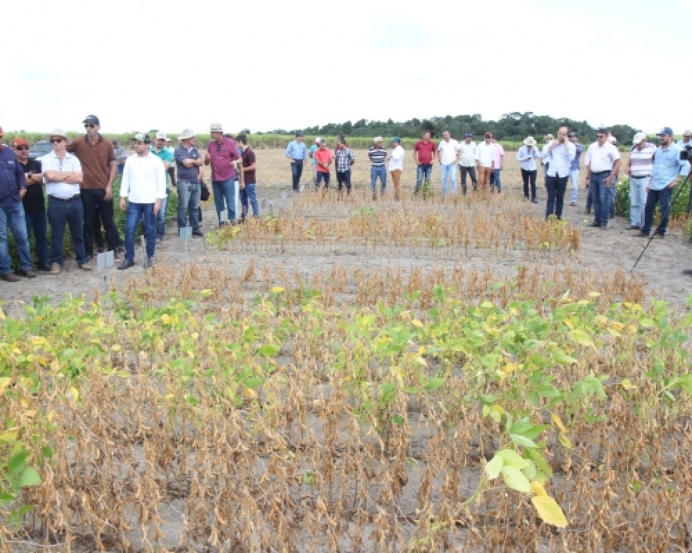 Dia de Campo marca o início de mais uma colheita de soja no município de Campo Alegre