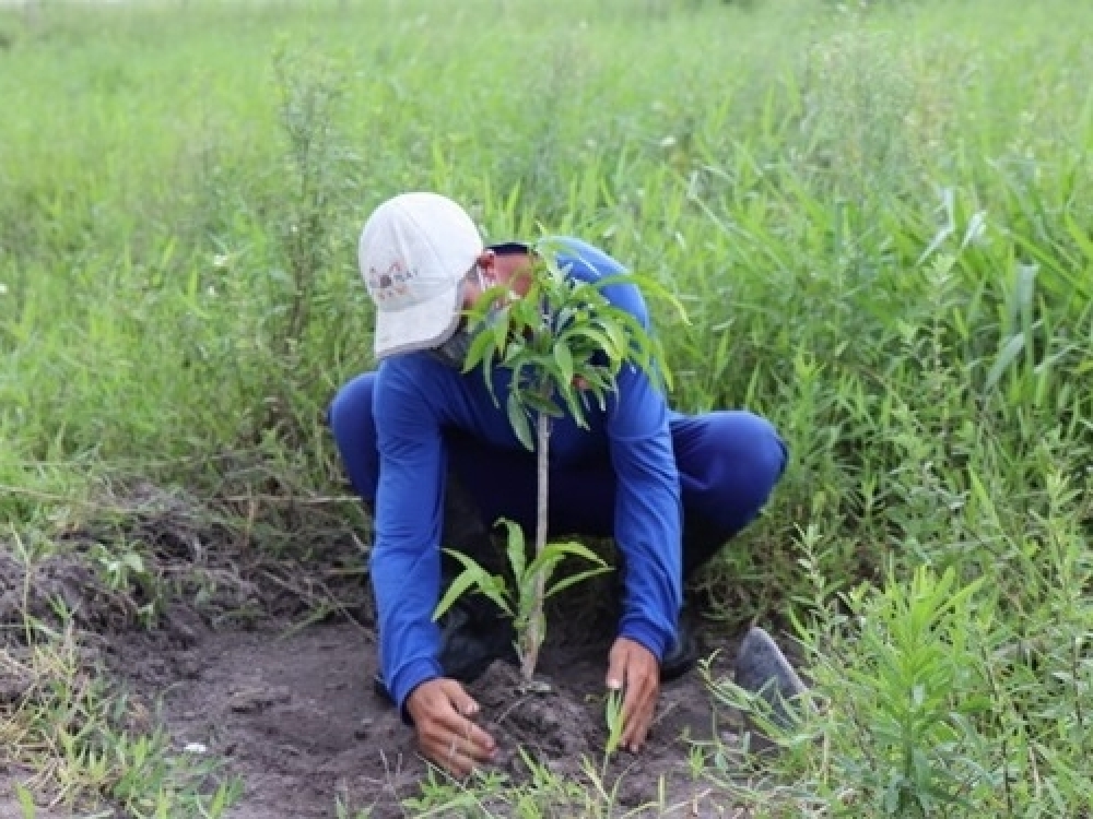 No dia da Mata Atlântica Secretaria de Meio Ambiente apresenta balanço de árvores plantadas