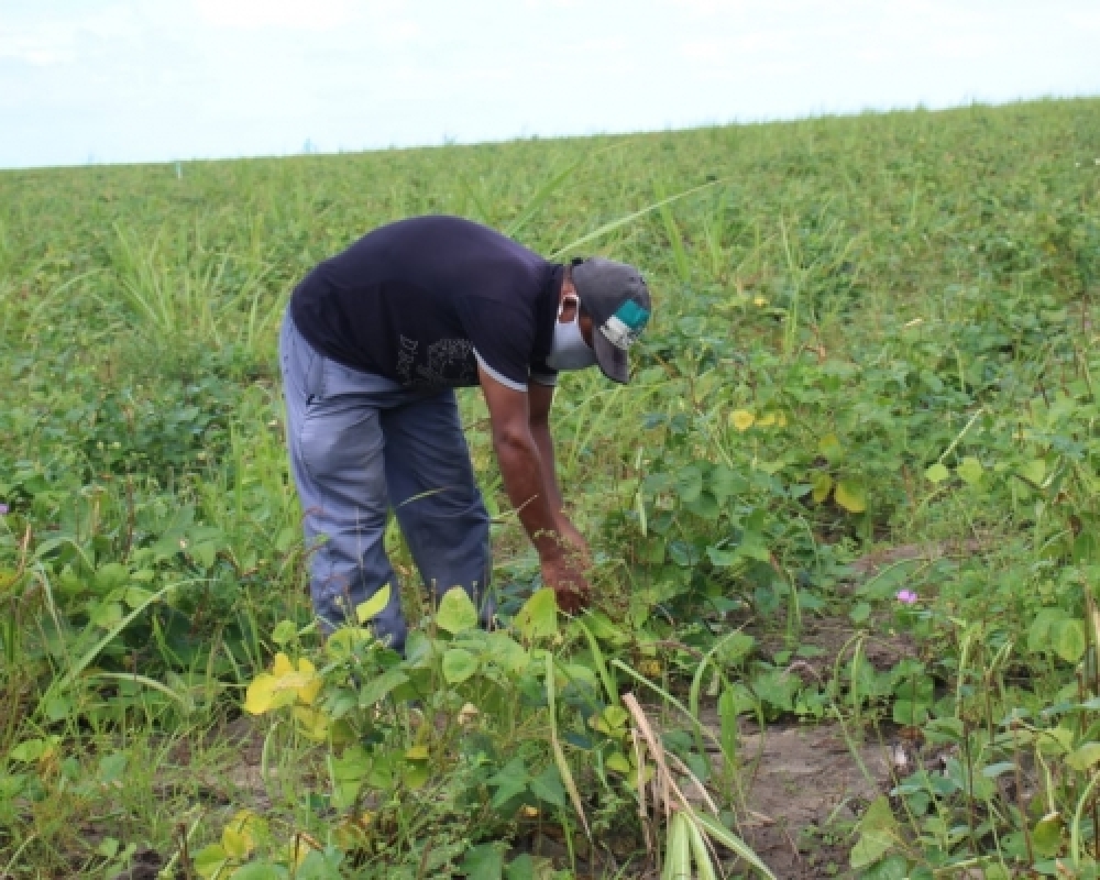 Agricultores comemoram mais uma colheita farta de feijão do Projeto Barriga Cheia