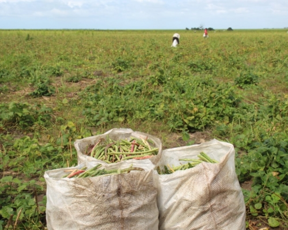 Projeto Barriga Cheia tem produção e vendas recorde de acordo com dados da Secretaria de Agricultura