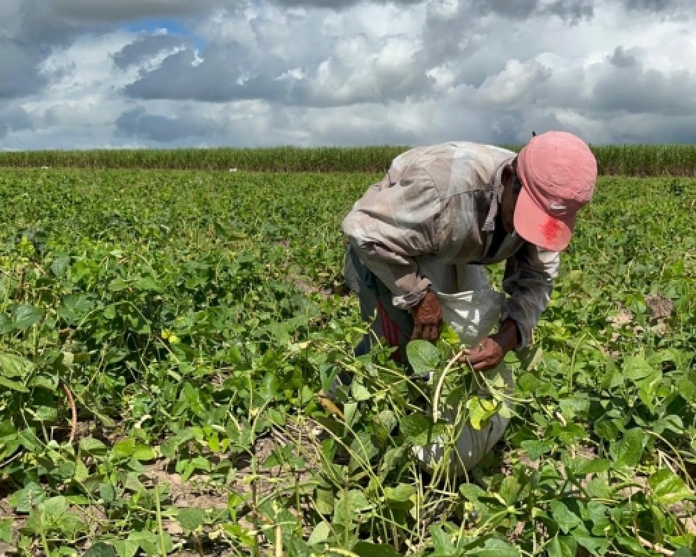 Agricultores de Campo Alegre comemoram mais uma farta colheita do Projeto Barriga Cheia