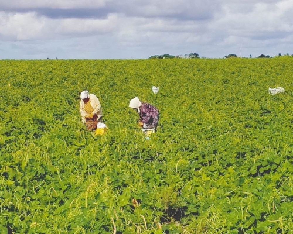 Agricultores de Campo Alegre iniciam mais uma farta colheita do Projeto Barriga Cheia