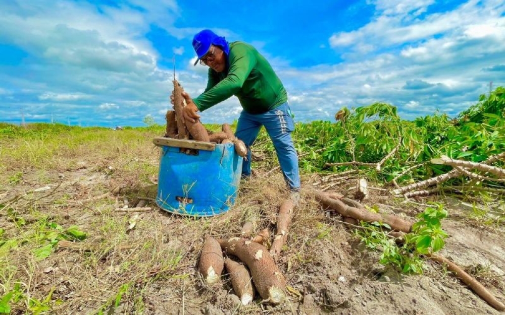 Campo Alegre é classificado pelo Governo Federal para executar R$ 175 mil no PAA