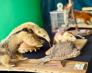 expo-animais-3.jpeg