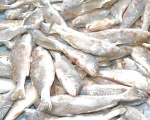 peixess-36.jpg